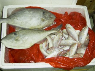 925Fish-1.jpg