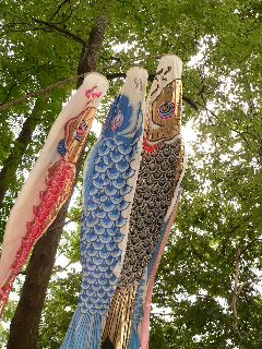 0702Koinobori3.jpg