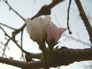 1008-sakura-2.jpg