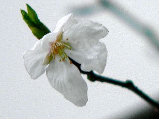 070310-Sakura-1.jpg