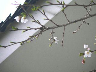 070310-Sakura-2.jpg