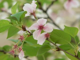 090324-Sakura-.jpg