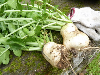 110402-daikon22-katai-.jpg