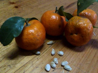 120119-Mikan-tane-.jpg
