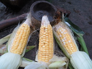 140622-mogitate-corn-.jpg