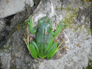 151017-frog-10cm-green-.jpg