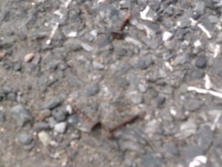 102_2516.JPG