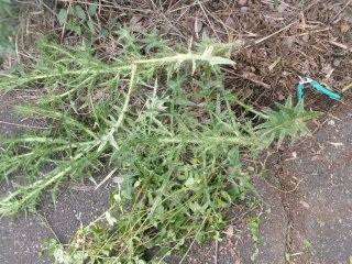 102_2609.JPG