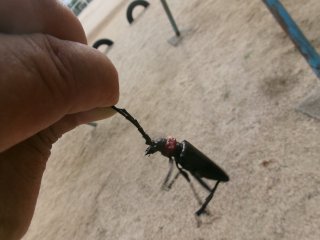 102_2704.JPG
