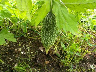 DSCF0080.JPG