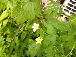 DSCF0078.JPG