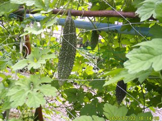 DSCF0134.JPG