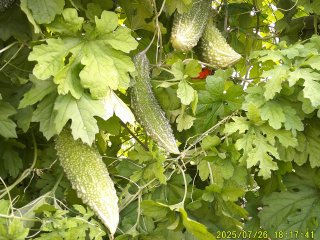 DSCF0136.JPG