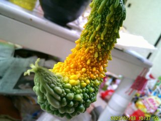 DSCF0102.JPG