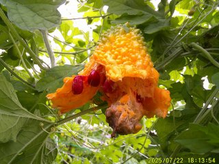 DSCF0133.JPG