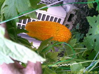DSCF0134.JPG