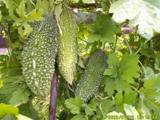 DSCF0133.JPG