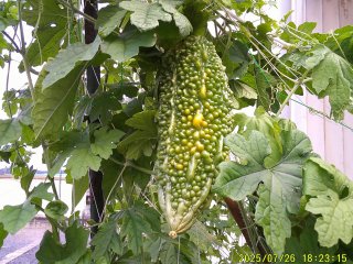 DSCF0137.JPG