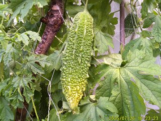 DSCF0138.JPG