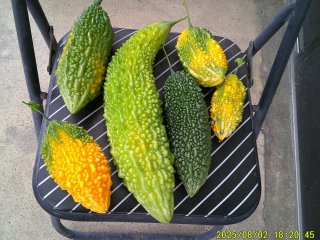 DSCF0142.JPG