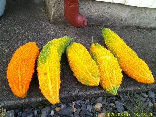 DSCF0148.JPG