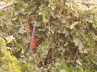 DSCF0145.JPG