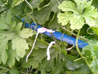 DSCF0153.JPG