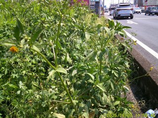 DSCF0181.JPG