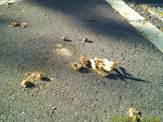 DSCF0256.JPG