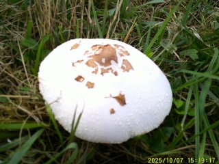 DSCF0306.JPG
