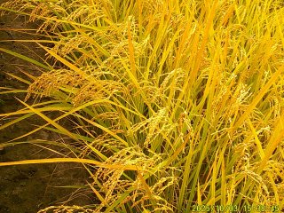 DSCF0298.JPG