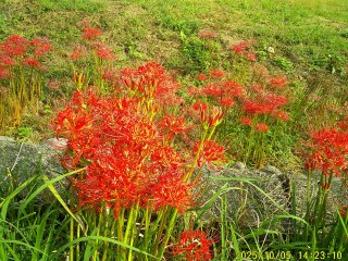 DSCF0301.JPG