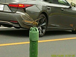 DSCF0306.JPG