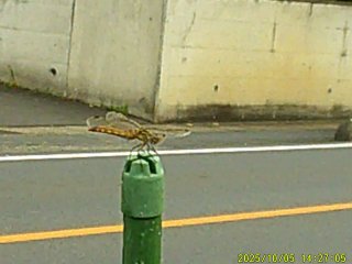 DSCF0307.JPG