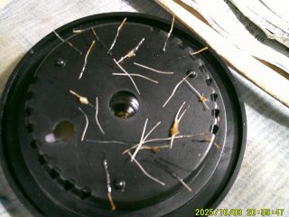 DSCF0312.JPG